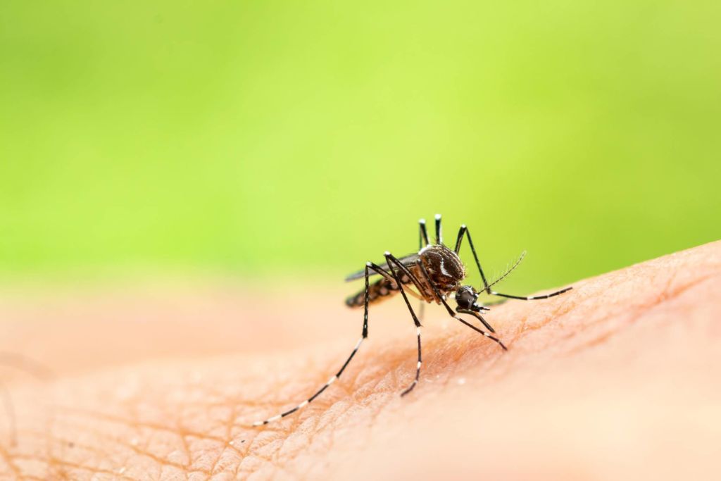 Stop Zika