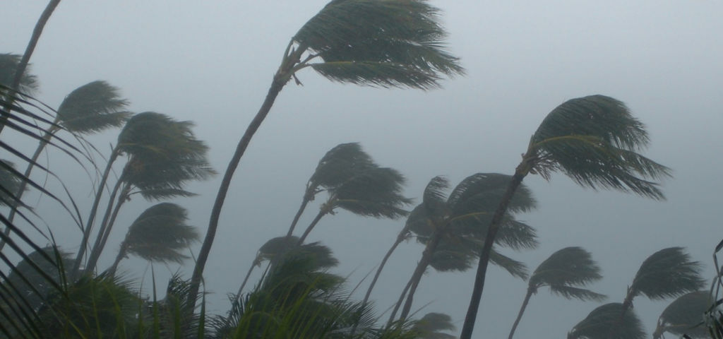 Tropical storm winds blowing palm trees